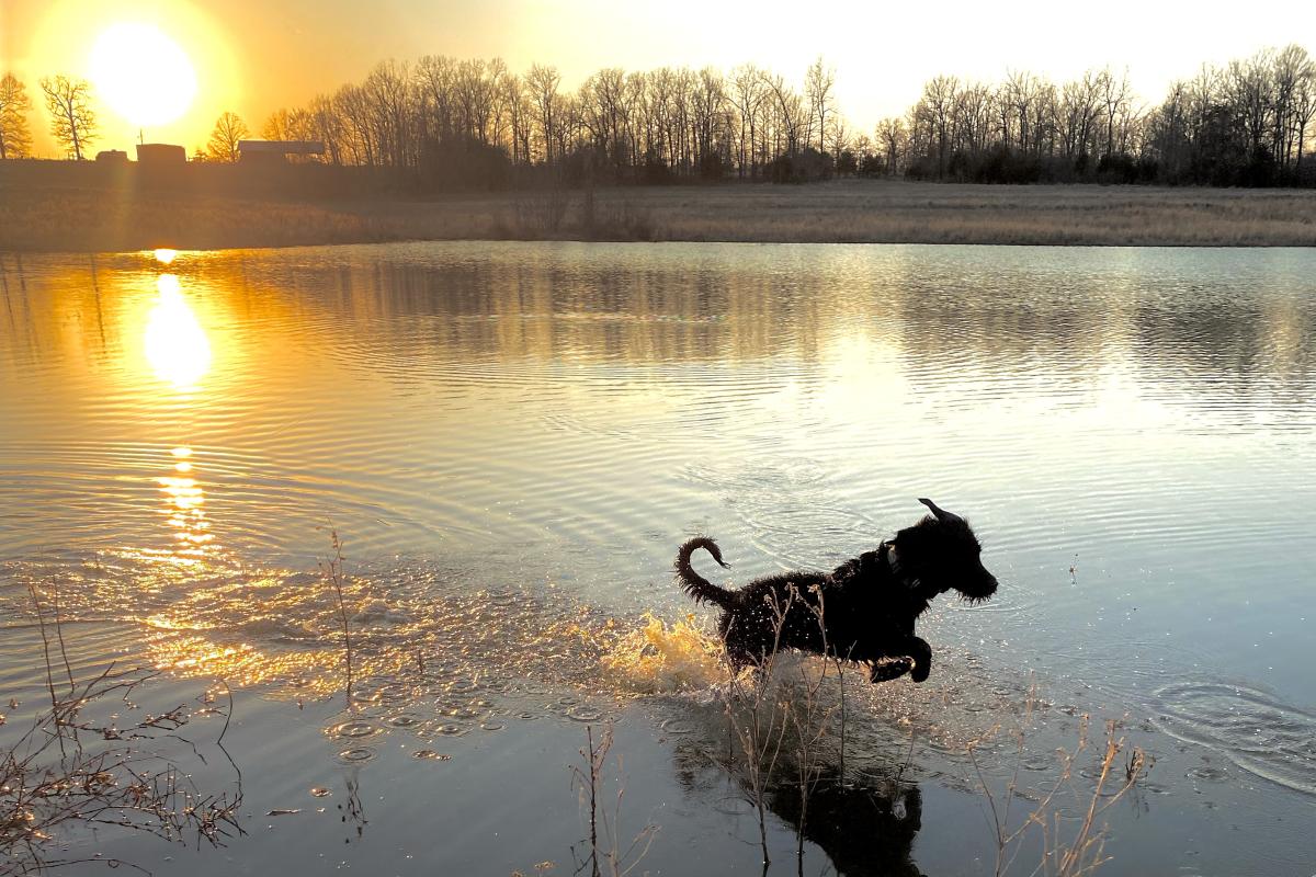 Dog playing in the pond.