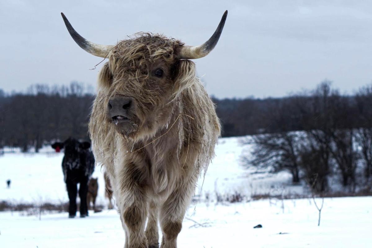 Our Scottish Highland, Margie, during one of the snow storms.