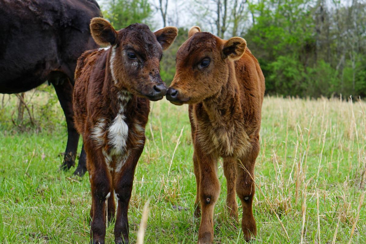 We own a cattle farm in Bradford/Velvet Ridge, Arkansas. We raise beef to sell to our customers and check our cattle daily. On one of our daily rides, we spotted two sweet calves touching each others noses while posing for the camera.