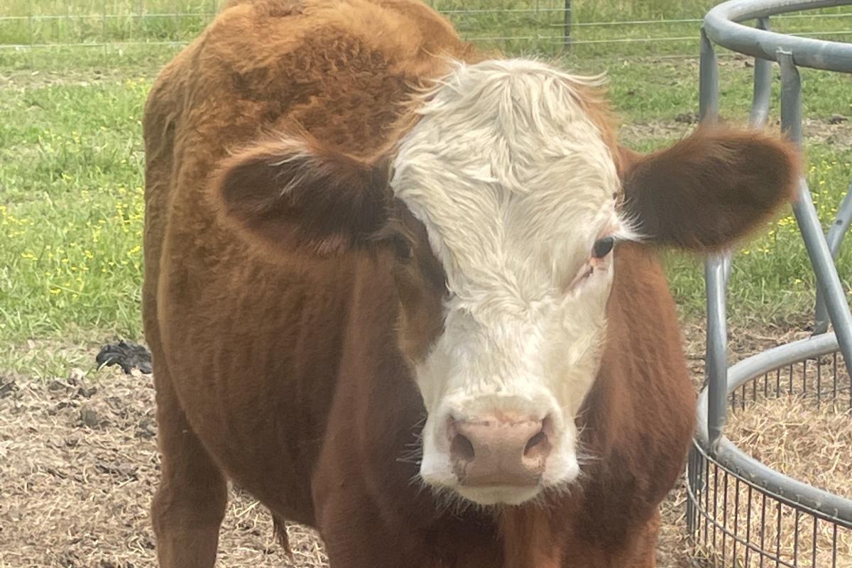 brown cow with a white face