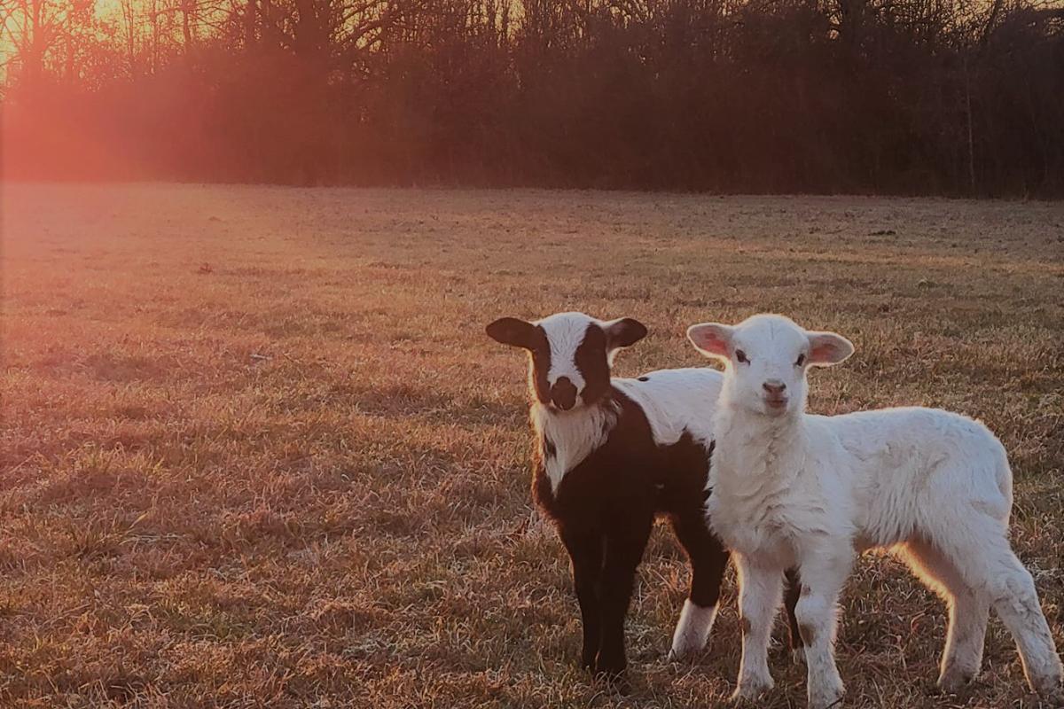 Early morning photo of a set of lamb twins that was taken this winter