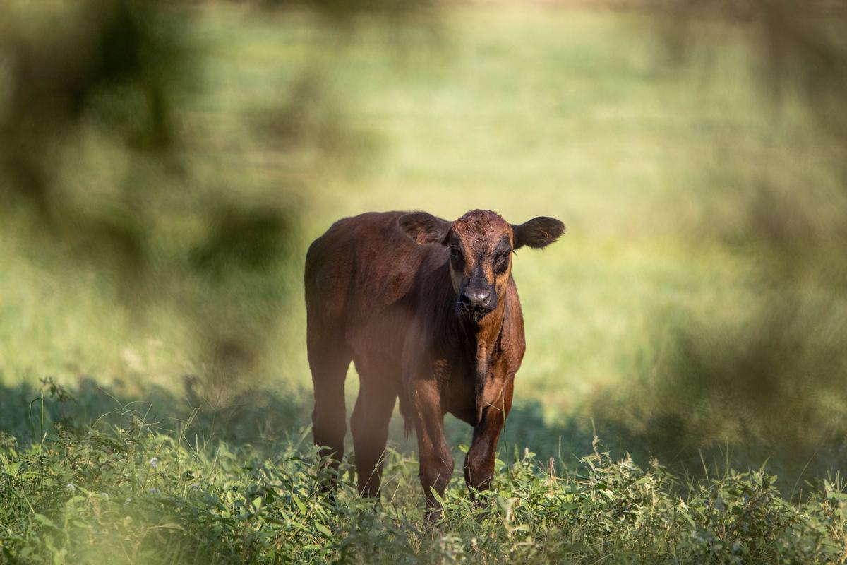 Calf in pasture through trees