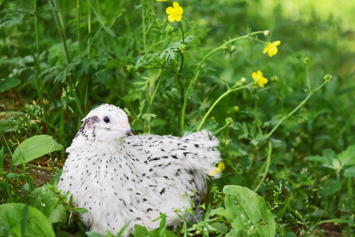 A laying "Snowy" colored Coturnix quail hen (Domestic common breed of quail typically used for layers or meat production