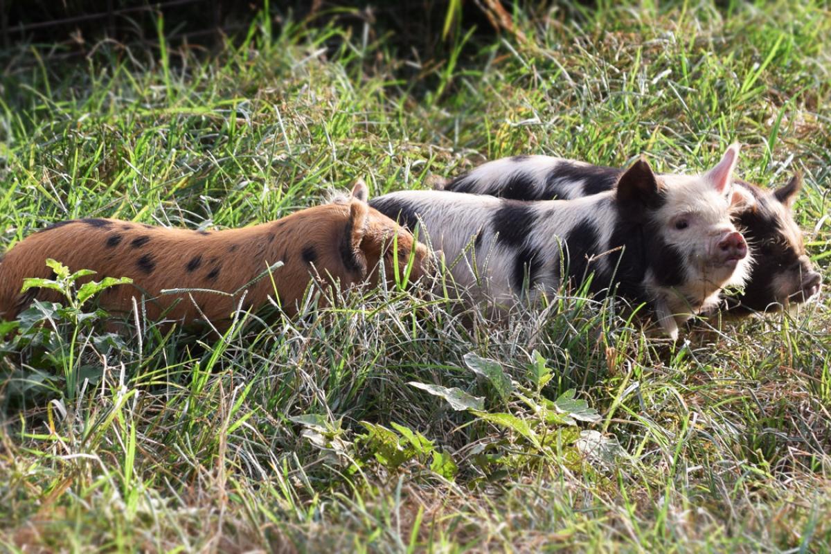 Registered KuneKune piglets (I own them) A true homesteading grass grazing hog breed!