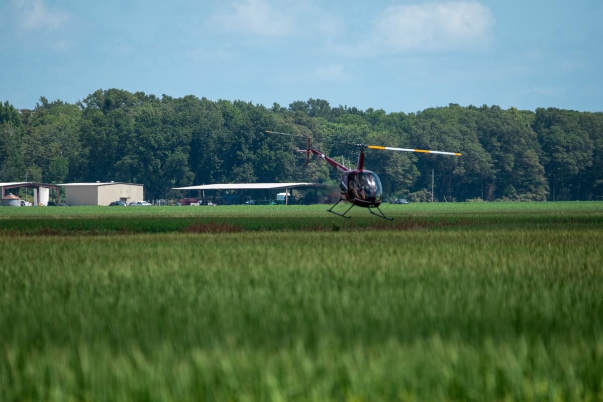 Helicopter pollinating rice
