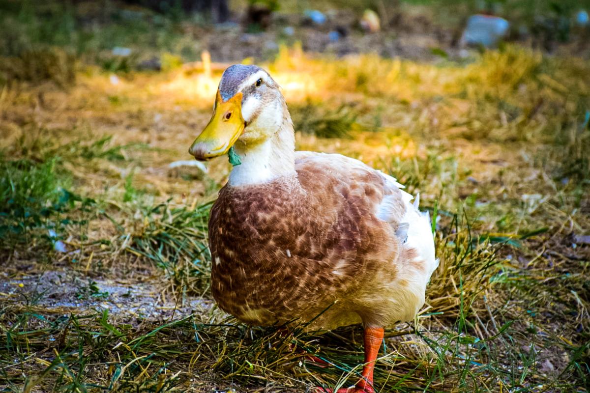 A photo of one of our ducks eating grass