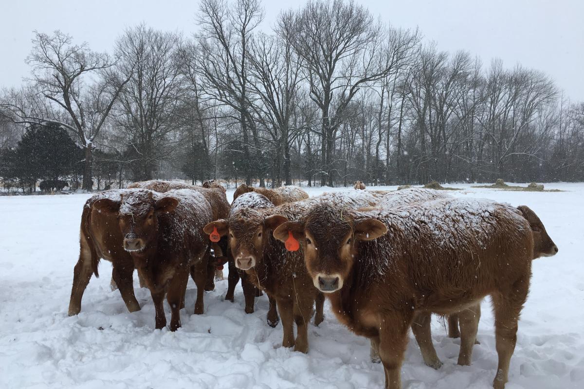 Fall Born Calves in the Snow