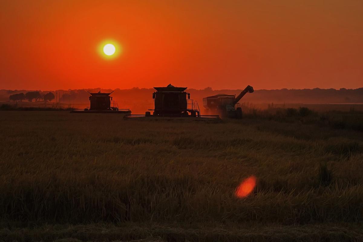 A picture at sunset I took during last year's rice harvest from my tractor
