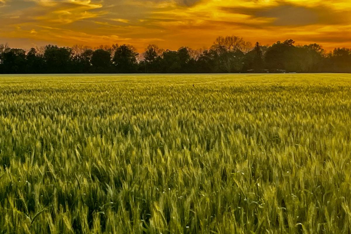 I took this picture on our farm in lonoke of some Delta Grow wheat local seed