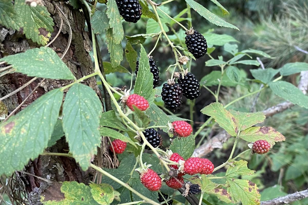 First blackberries of the year growing along a pine stand west of Searcy