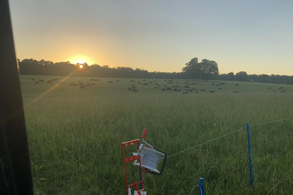 beef cattle grazing