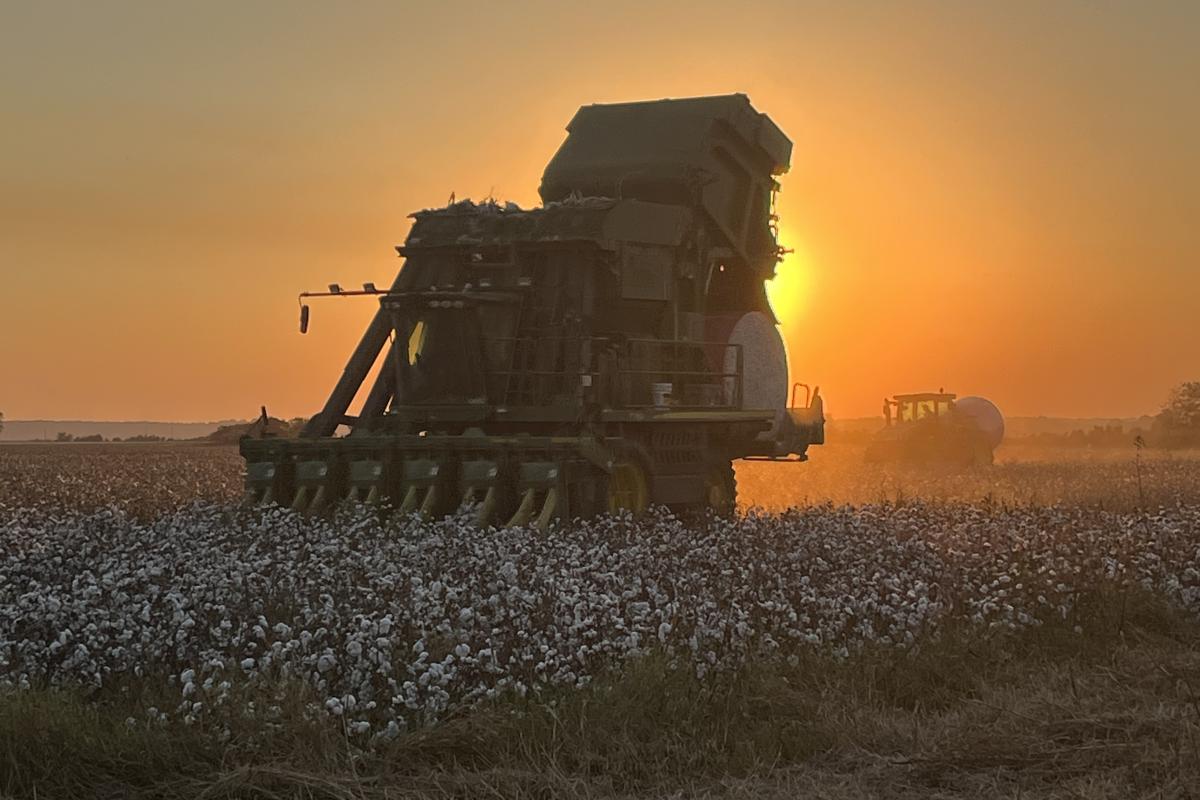 Sunset picture of cotton picker
